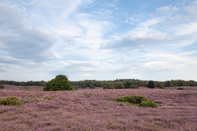 heidebloemen onder een rustige lucht omgeving epe