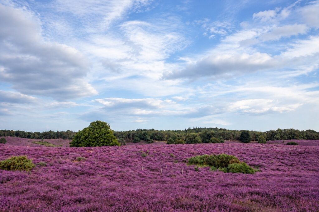 heideveld onder een heldere lucht omgeving epe