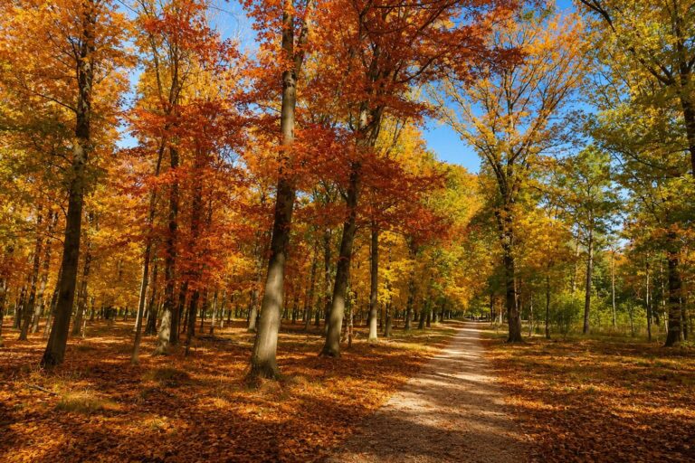 herfstwandeling door het bospad doornspijk