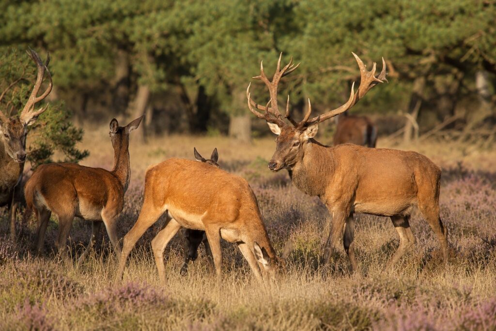 herten op zonovergoten weide op de veluwe omgeving epe