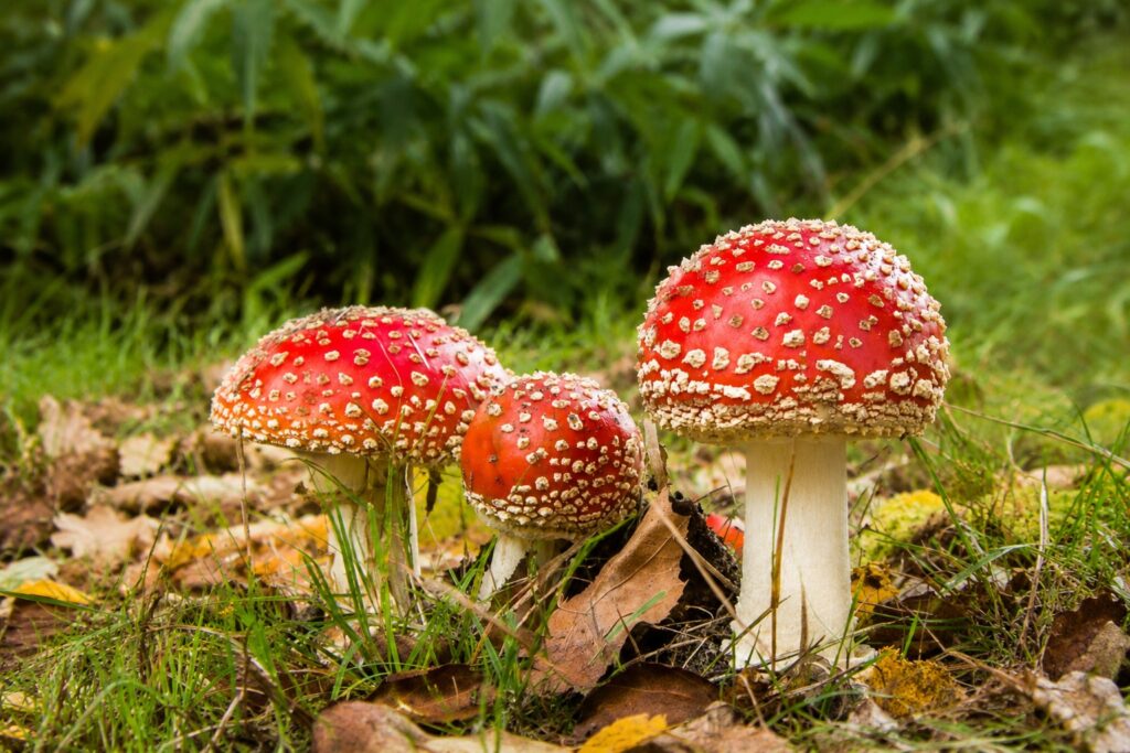 paddestoelen in herfst bosgrond omgeving epe