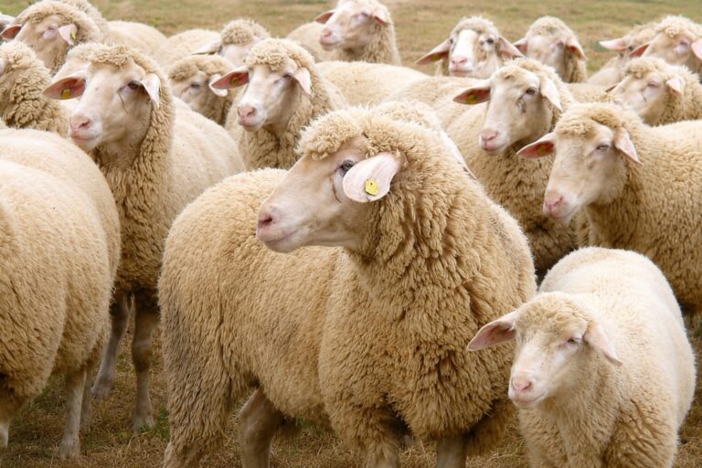 veld vol schapen omgeving epe