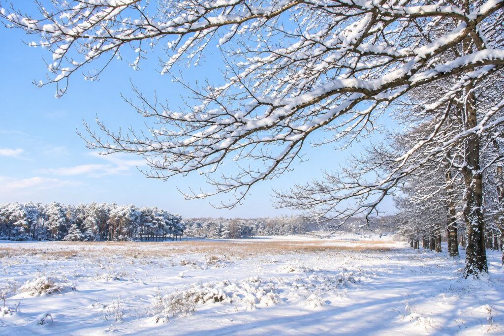winters landschap met sneeuw en bomen omgeving epe