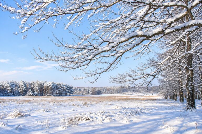 winters landschap met sneeuw en bomen omgeving epe