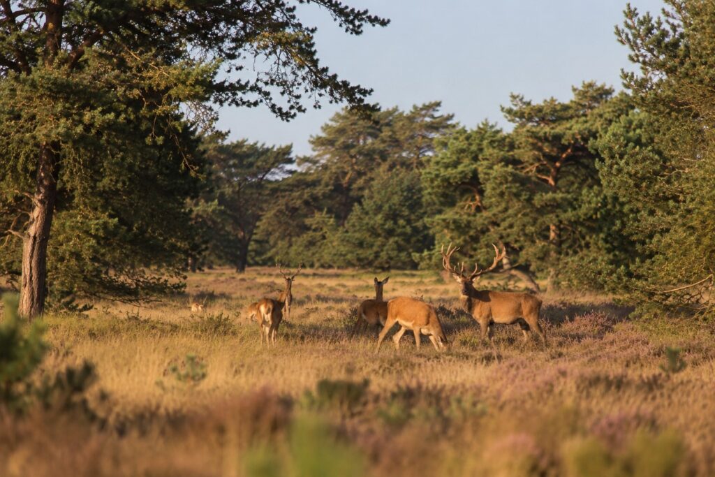 zonlicht op weide met herten veluwe omgeving epe