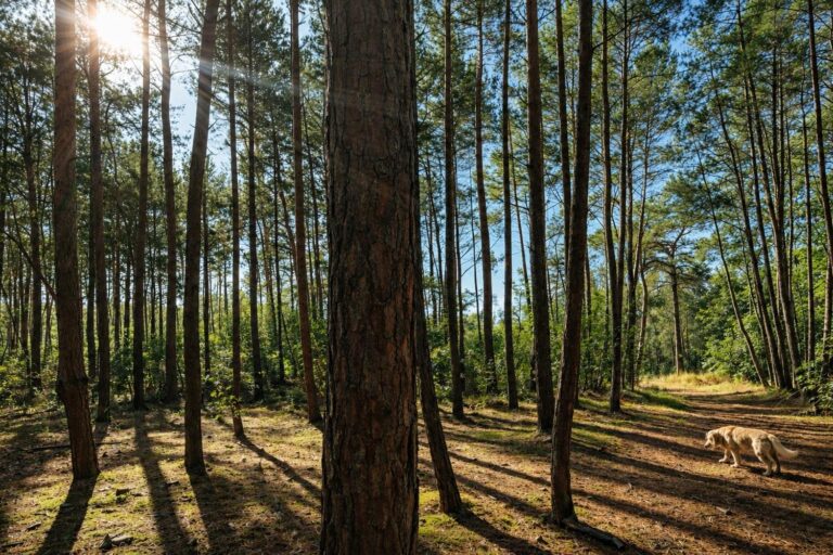 zonovergoten bos met hond doornspijk