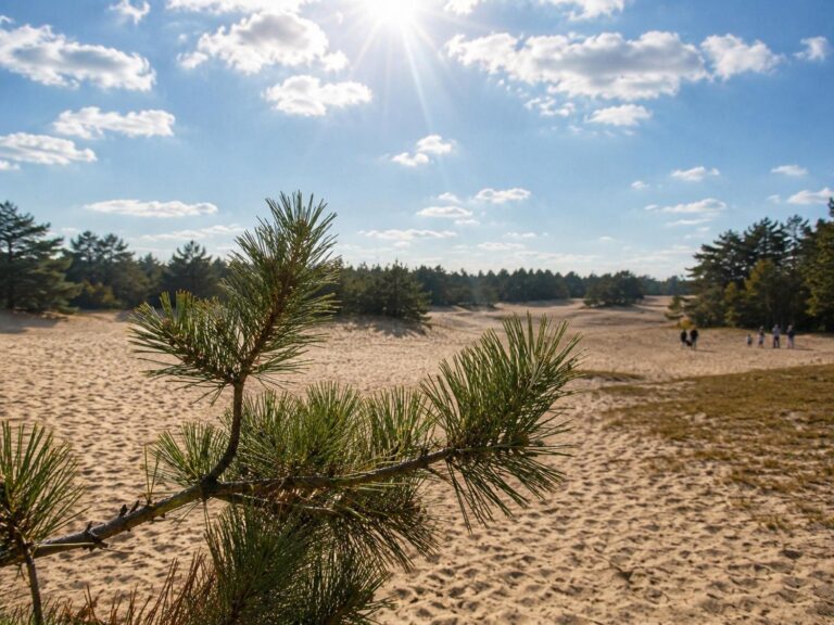 zonovergoten duinen met naaldbomen doornspijk