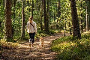 dog walking on the Veluwe blog 1