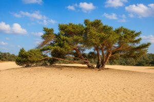 sand drift de Haere blog 2v 1