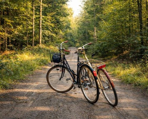 Fietsen op bospad in rustige omgeving Veluwe